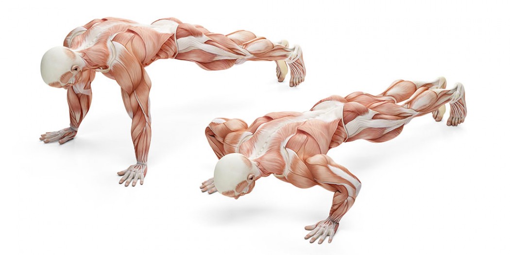 Какие мышцы работают при отжиманиях?
