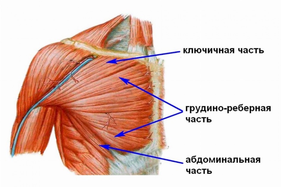 Анатомия верхней части грудной мышцы