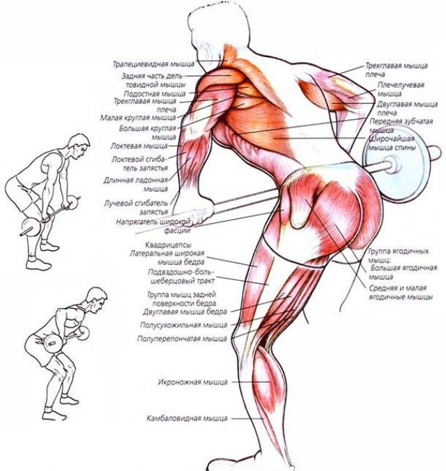 Какие мышцы задействованы