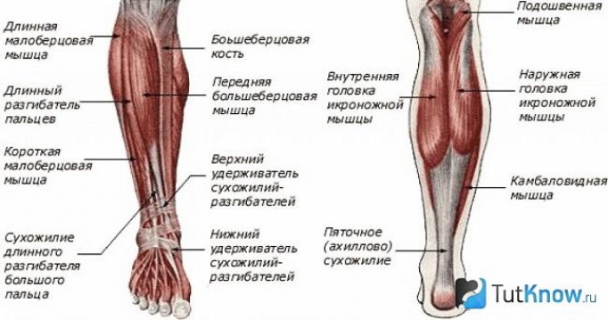 Анатомия икроножного мускула