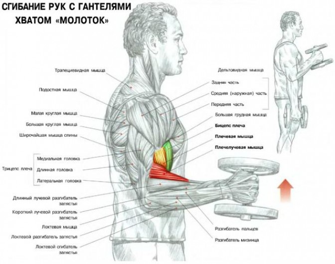 Упражнение Молоток для развития двуглавой мышцы плеча