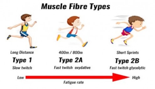 Медленные и быстрые мышечные волокна