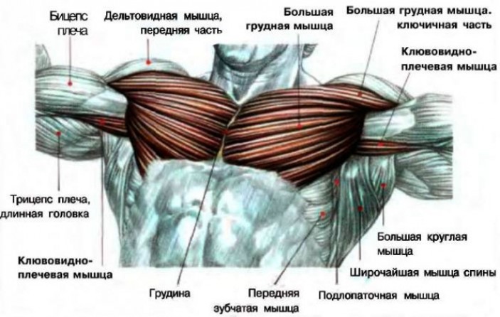 Основные ошибки, которые допускаются при тренинге грудных мышц!