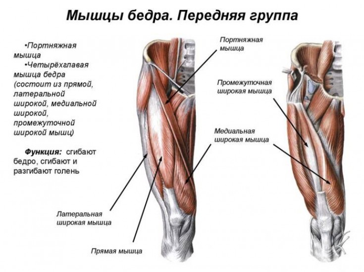 Мышечная структура бедра