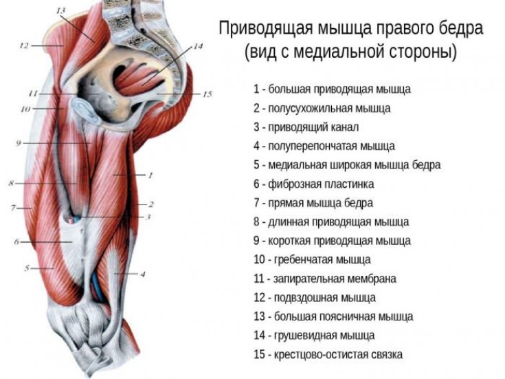 Мышечная структура бедра