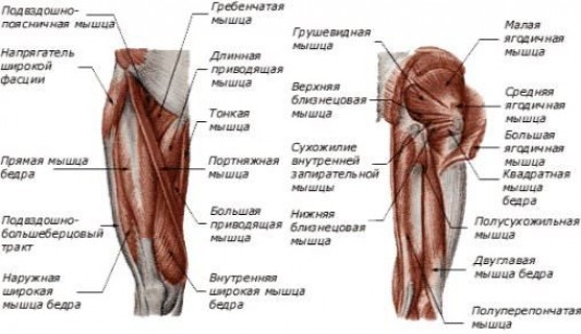 Мышечная структура таза и их функция