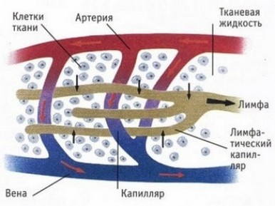 Почему появляется целлюлит