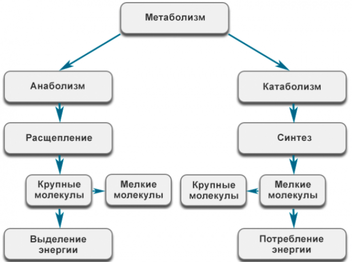 Какую роль играет йод и продукты в человеческом организме?