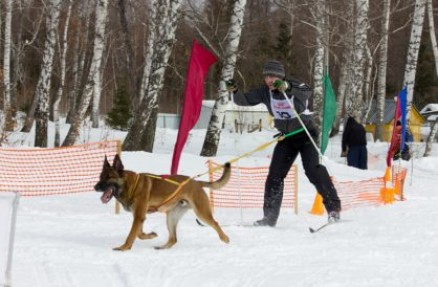Спортивные собаки — виды спорта для собак и особенности дрессировки