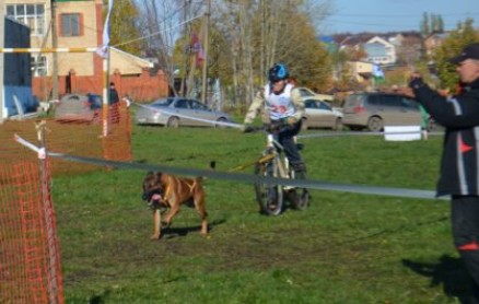 Спортивные собаки — виды спорта для собак и особенности дрессировки