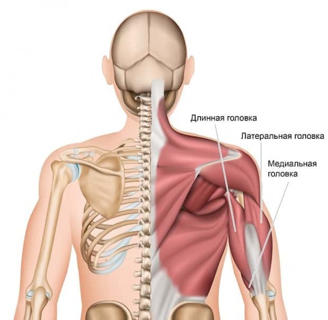 Специализированный тренинг трицепса