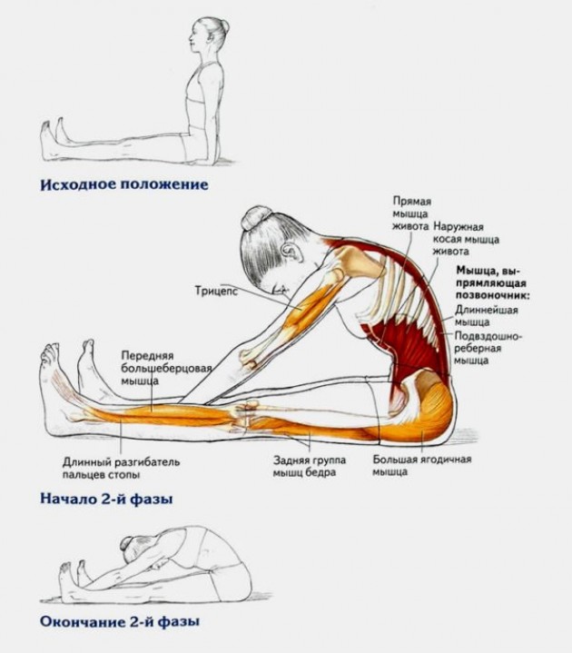 Растяжка мышц спины