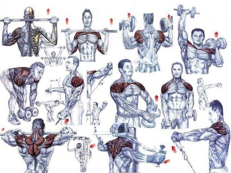 Особенности широчайших мышц
