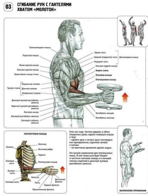 Лучшие упражнения с гантелями на бицепс