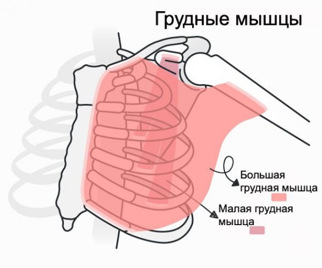 Почему мышцы груди важно тренировать регулярно?