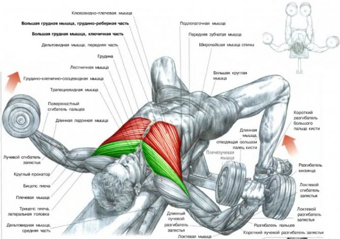 Почему мышцы груди важно тренировать регулярно?