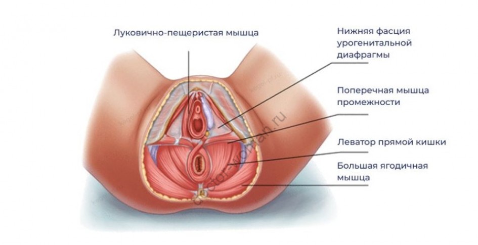 Где расположены леваторы, и почему врачам приходится проводить их пластику