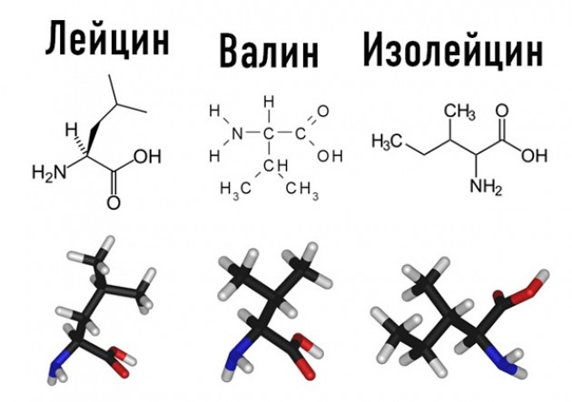 Составляющие BCAA