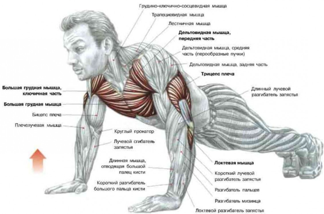 Программа тренировок грудных мышц на массу