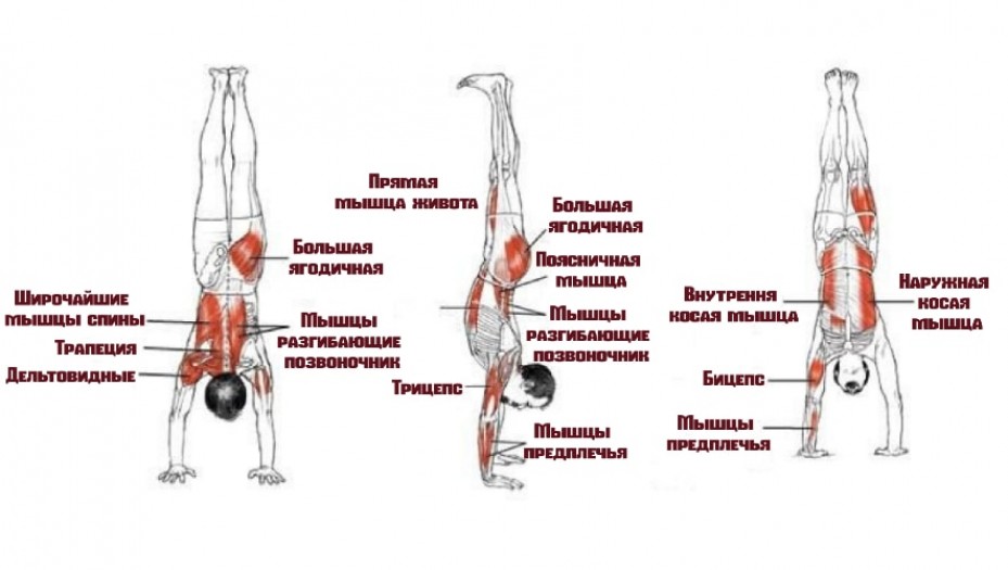 Какие мышцы задействуют вертикальные отжимания?