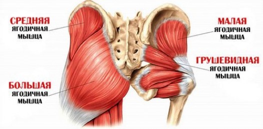 Анатомия ягодичных мышц