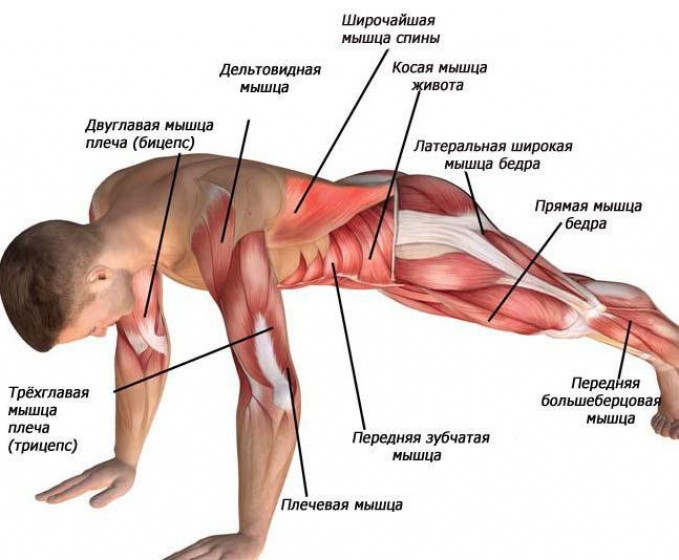 Упражнение «Скалолаз» на какие группы мышц воздействует?