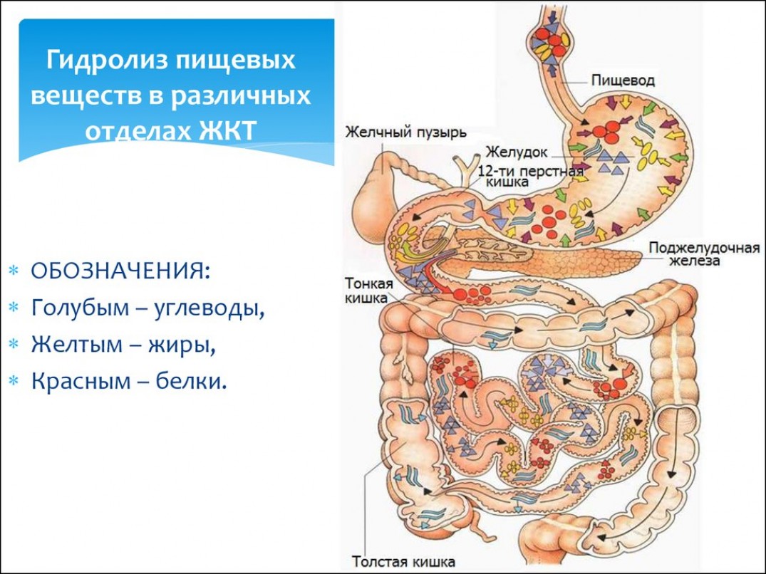 Список препаратов для улучшения пищеварения