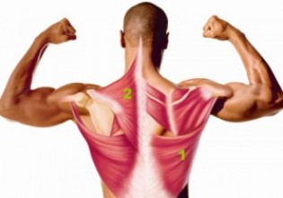 Анатомические и гормональные особенности роста мышц спины