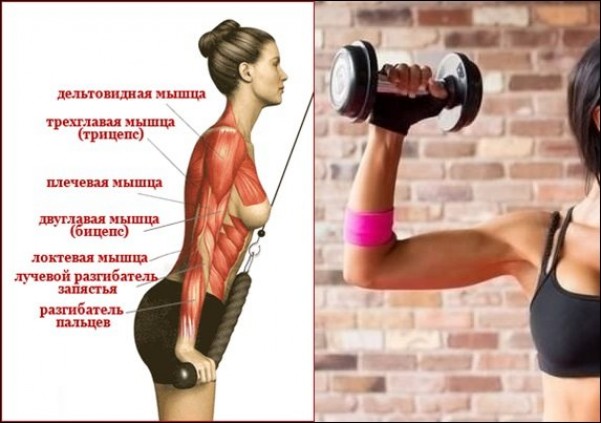 Короткая тренировка мышц рук для девушек