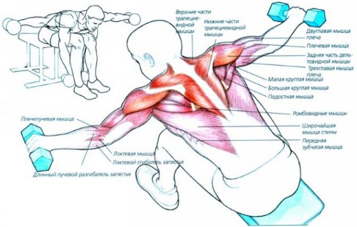 Пример эффективной программы тренировок для рук и плеч