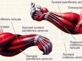 как можно удлинить пальцы на руках. Смотреть фото как можно удлинить пальцы на руках. Смотреть картинку как можно удлинить пальцы на руках. Картинка про как можно удлинить пальцы на руках. Фото как можно удлинить пальцы на руках